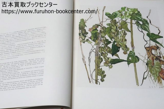 薬用植物画譜 画小磯良平画伯 解説刈米達夫博士 発行（株）日本臨牀社