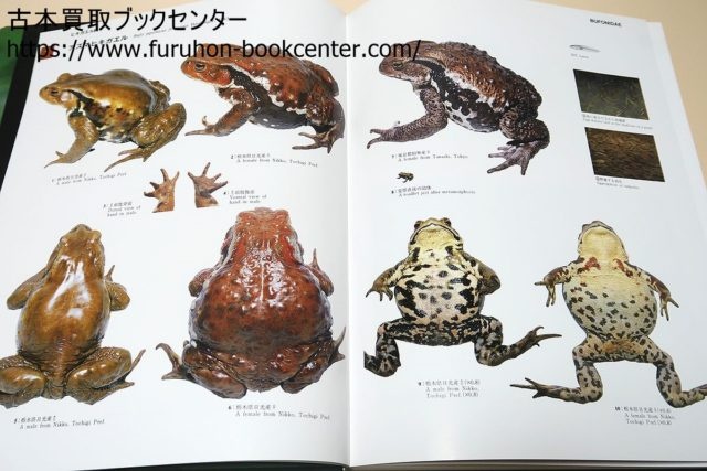 日本カエル図鑑等生物関係の書籍・図鑑をお譲りいただきました 