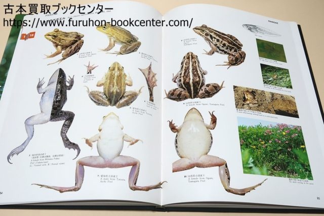 日本カエル図鑑等生物関係の書籍・図鑑をお譲りいただきました 